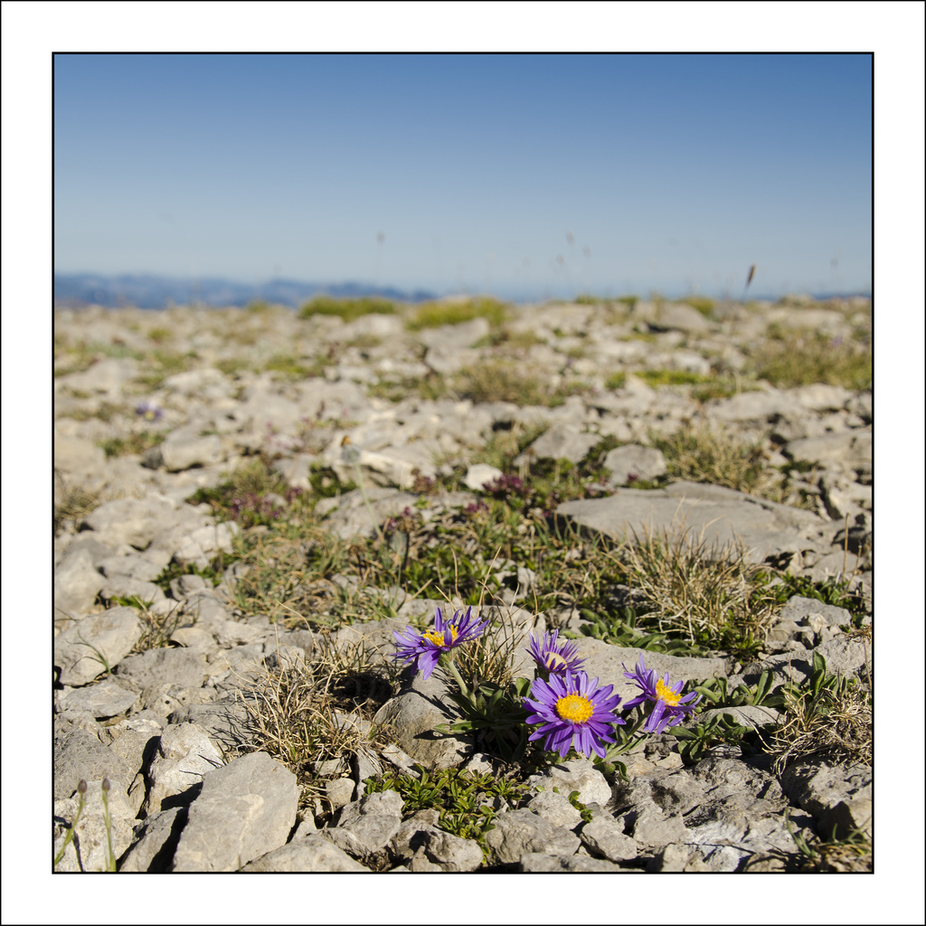 Alpine aster